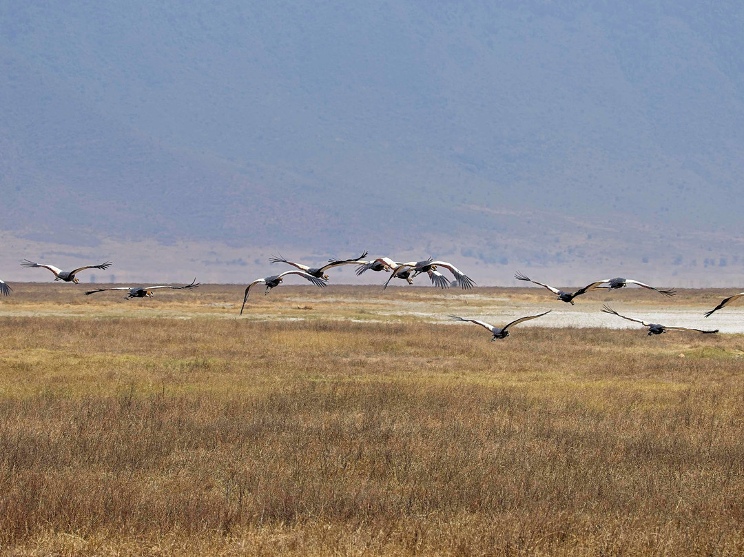 Ngorongoro Crater-恩戈罗恩戈罗保护区必去景点