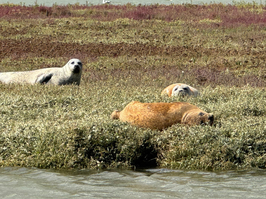 Discovery Seal Trips-Rochford必去景点