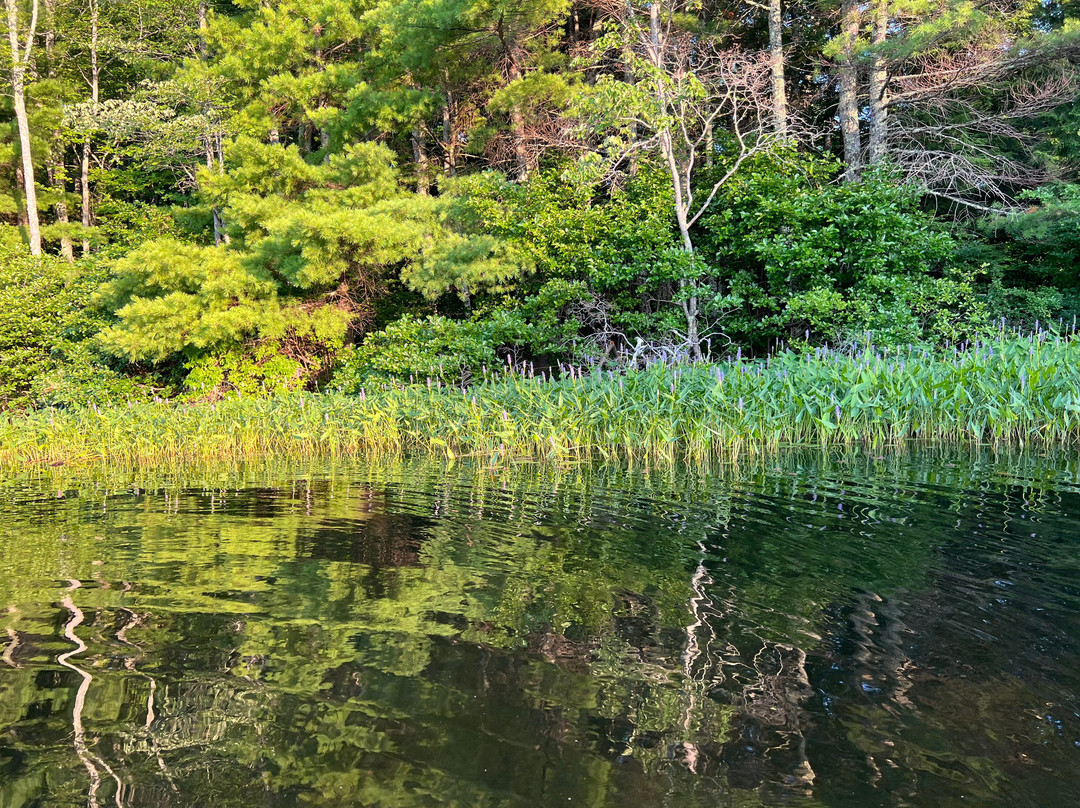 Purposely Lost