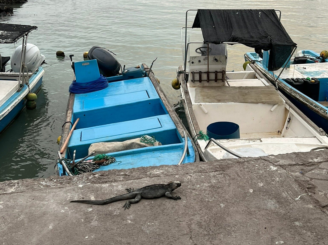Santa Cruz Fish Market-阿约拉港必去景点