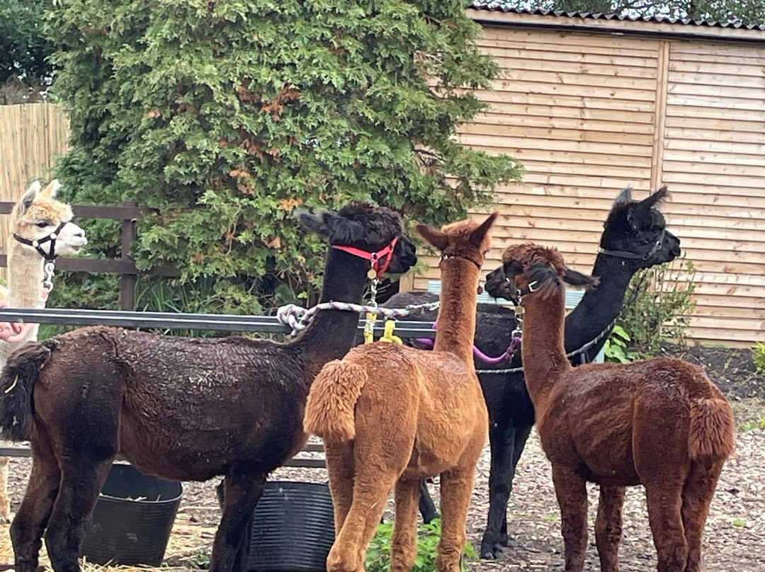 Wetley Moor Alpacas-特伦特河畔斯托克必去景点