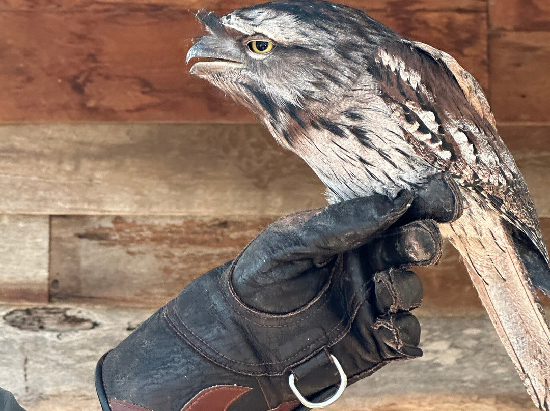 Capes Raptor Centre-玛格丽特河必去景点