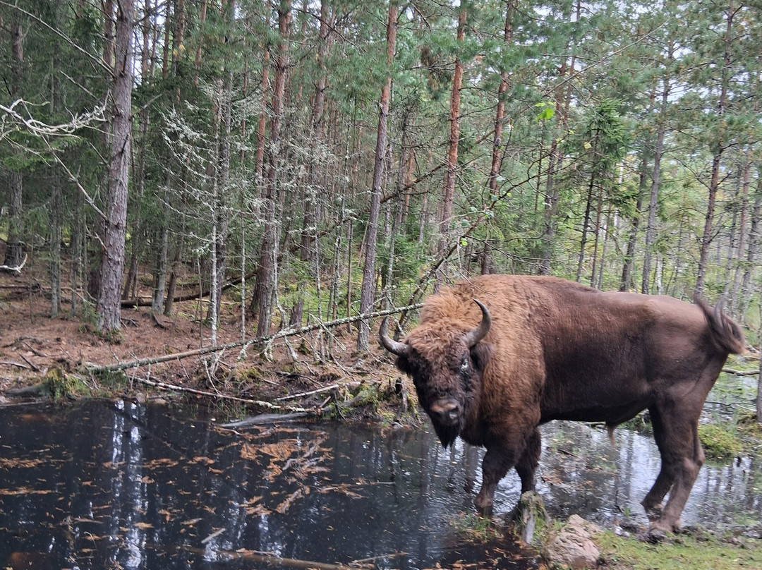 Kosta Safaripark-Kosta必去景点