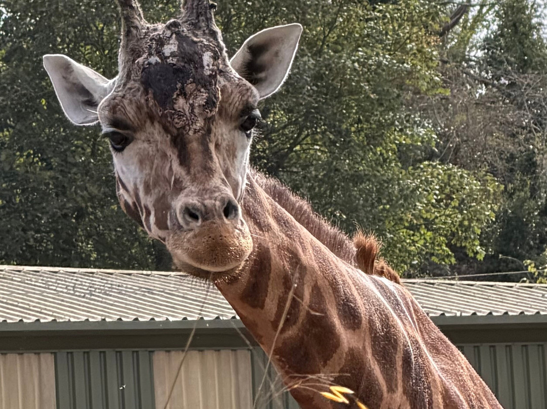 Paignton Zoo Environmental Park-佩恩顿必去景点