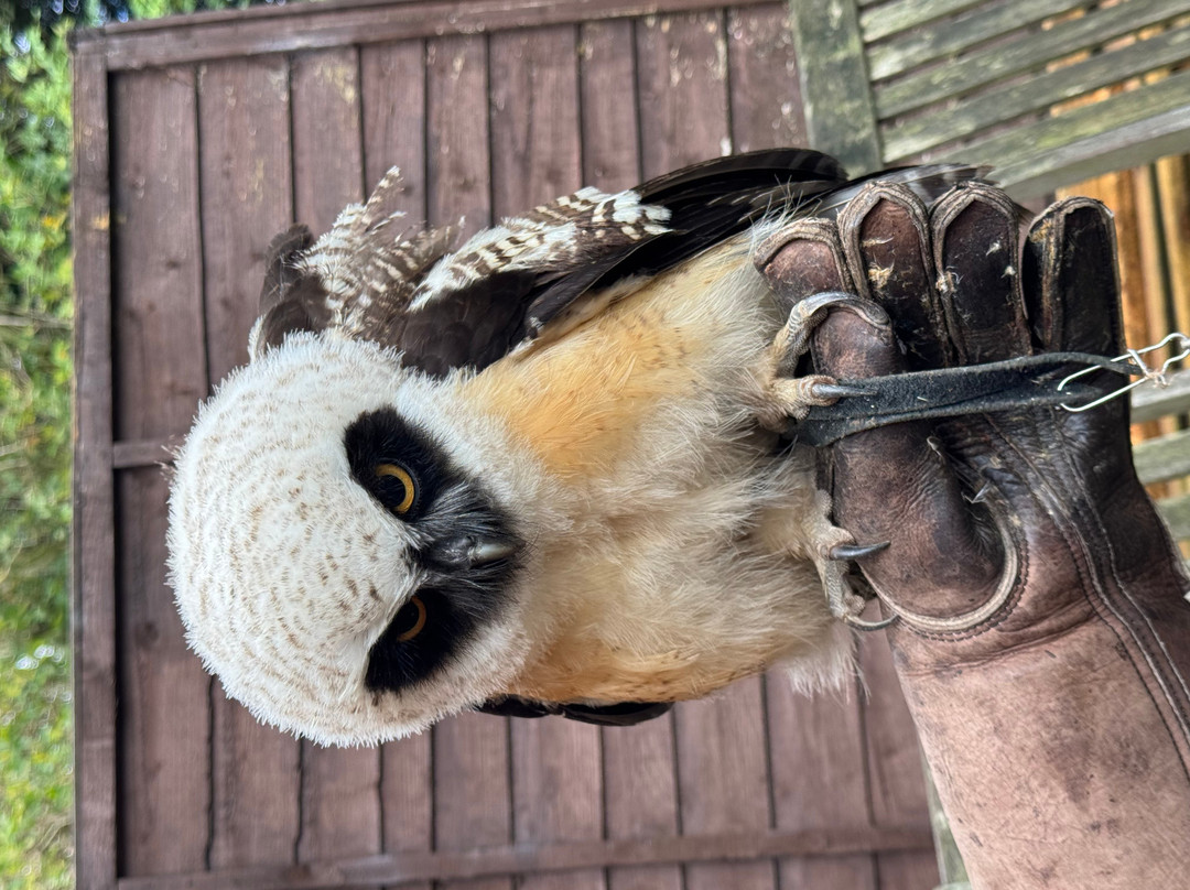 Thirsk Birds Of Prey Centre-瑟斯克必去景点