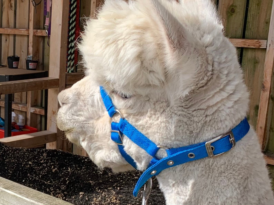 Cairngorm Alpacas