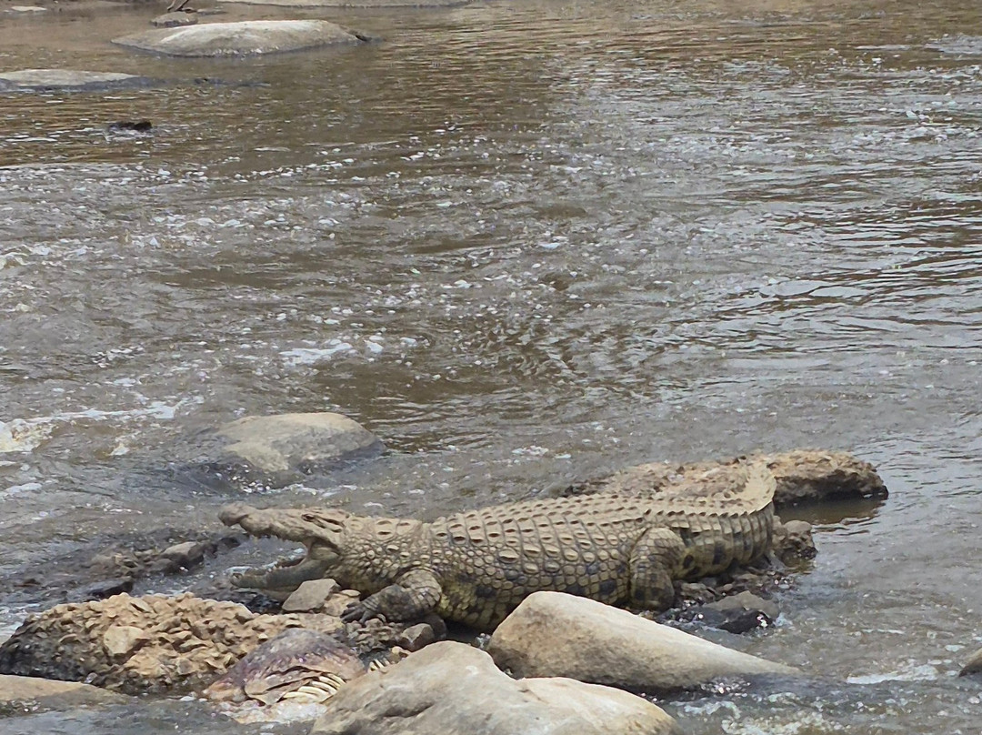 Predators Safari Club-阿鲁沙必去景点