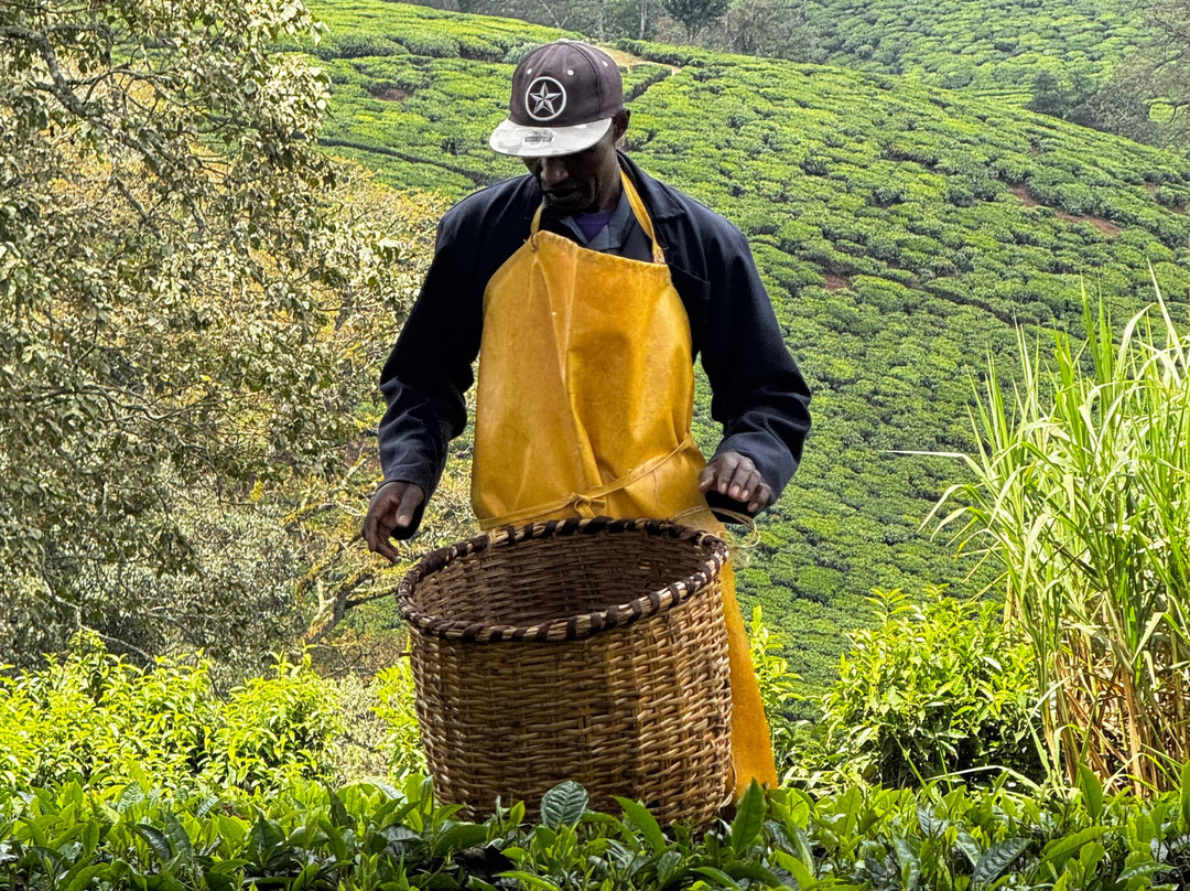 Kiambethu Farm-黎木鲁必去景点