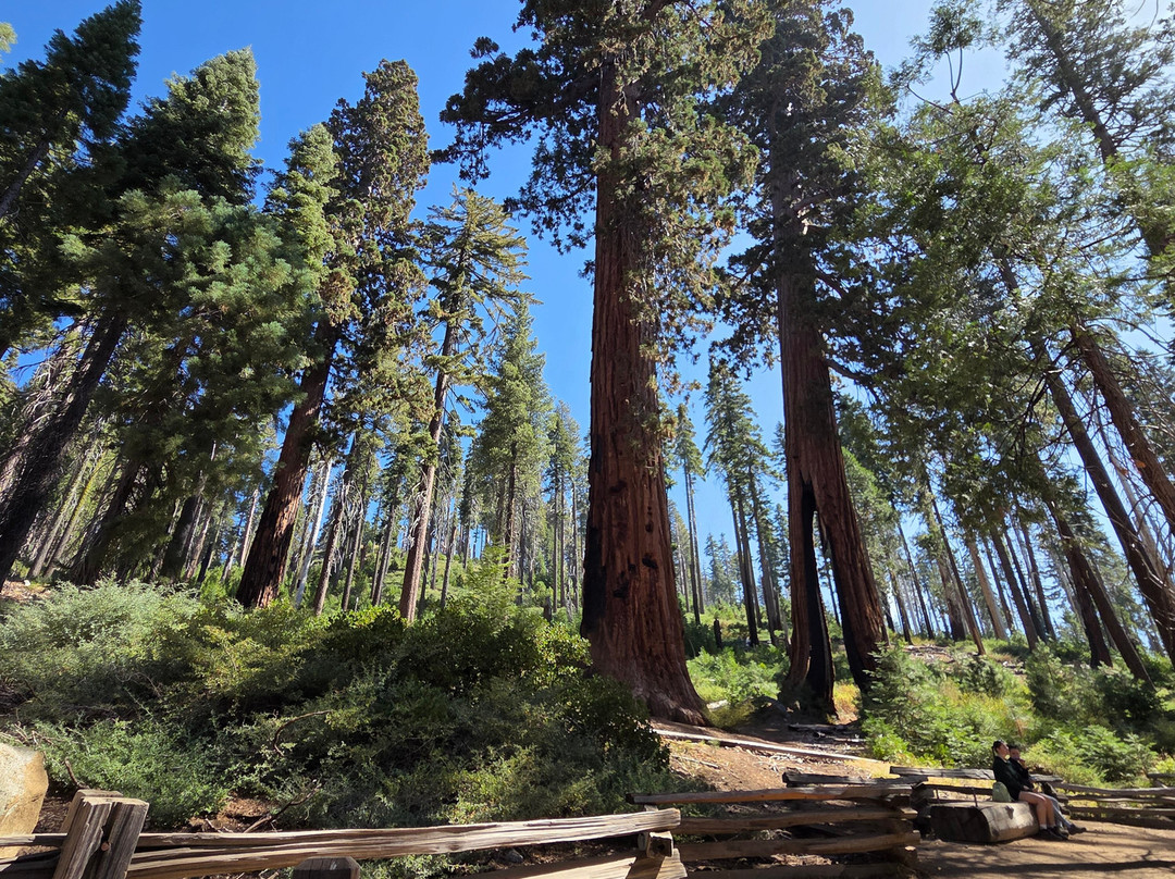 Mariposa Grove of Giant Sequoias-优胜美地国家公园必去景点