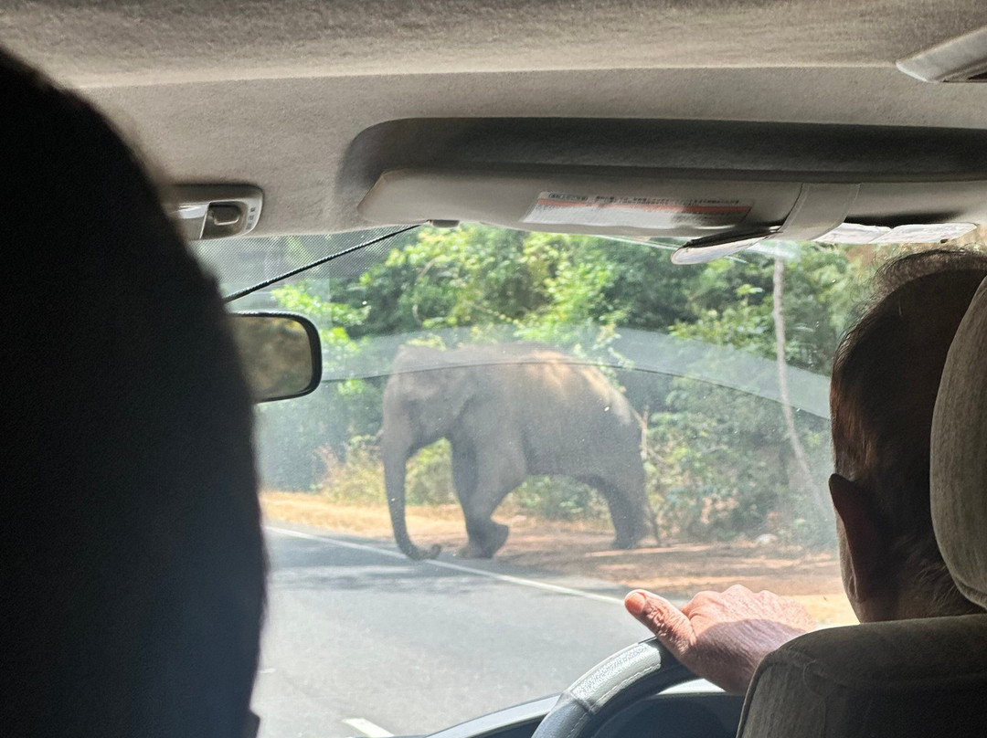 Sri Lanka Driver Tours-Yatiyana必去景点