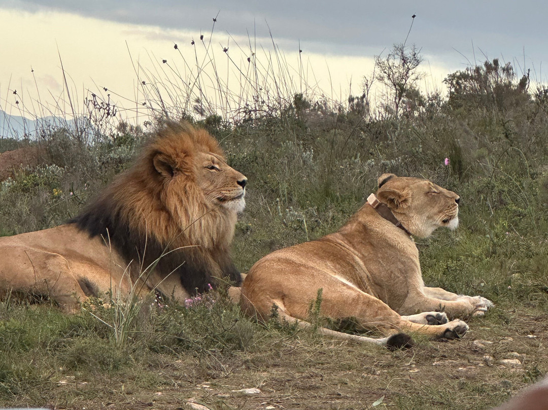 Botlierskop Private Game Reserve-莫塞尔贝必去景点