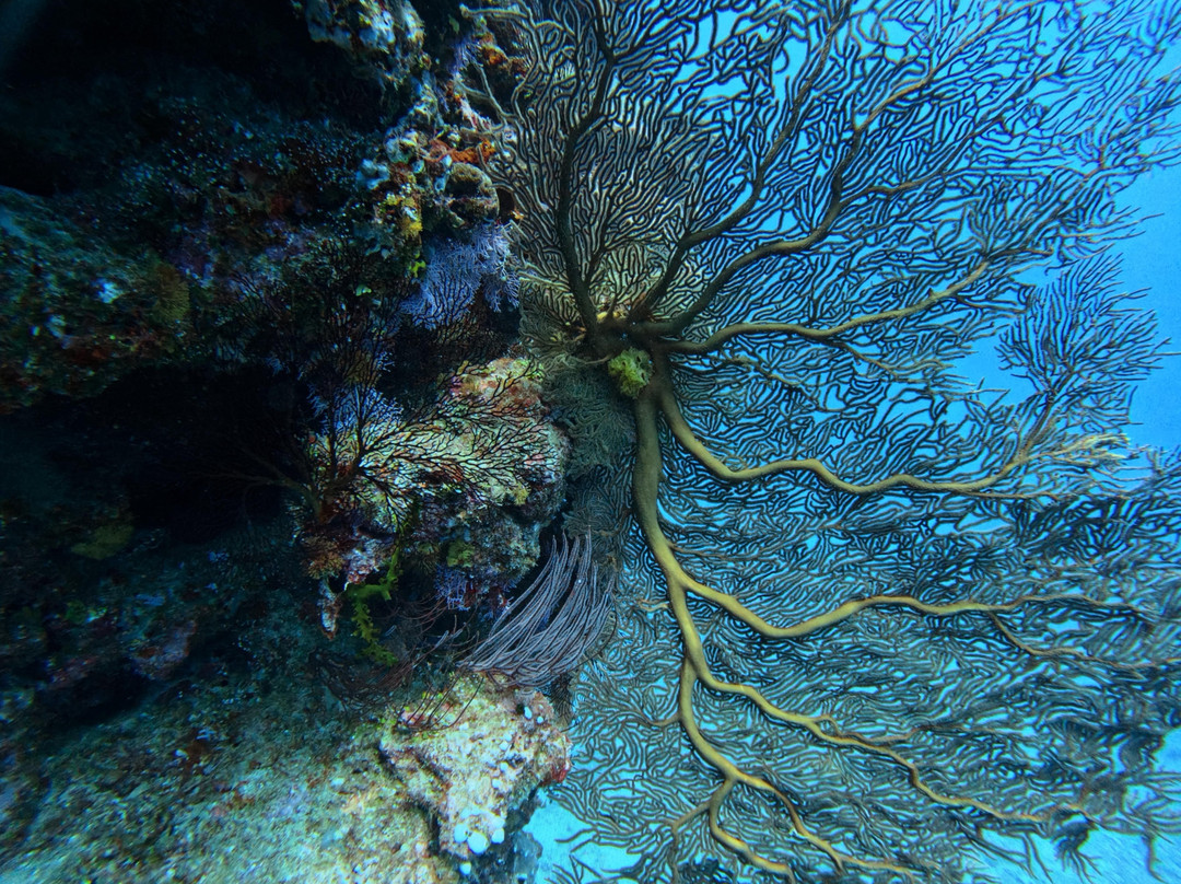 Tieti Diving-Poindimie必去景点