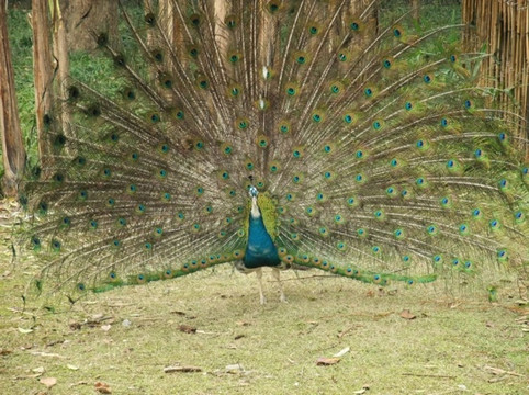 满陇桂雨-杭州市必去景点
