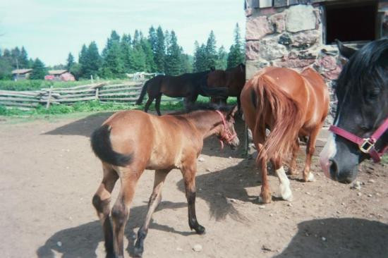 Cedar Rail Ranch Resort