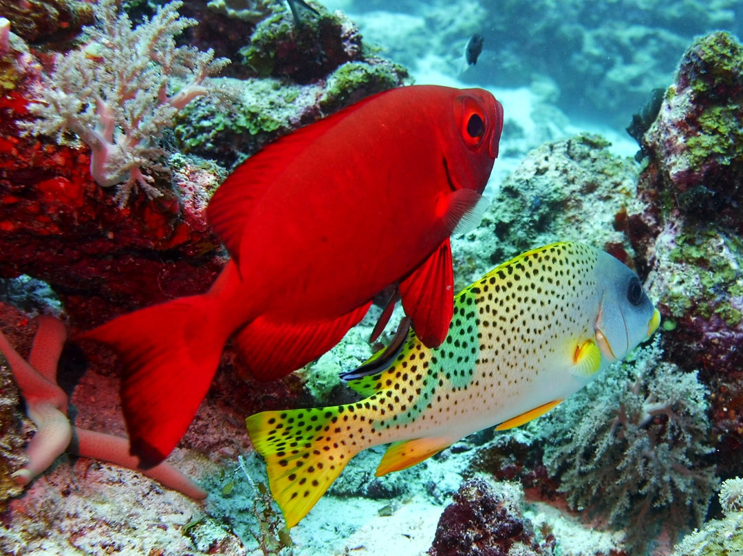 Fun Divers Zanzibar-孥归必去景点