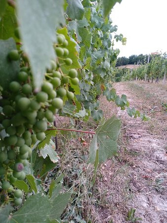 Azienda Agricola Bricco del Cucù景点图片