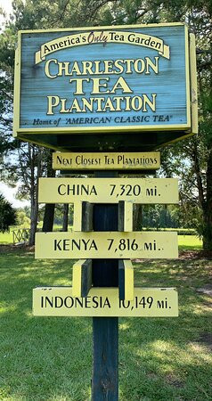 Charleston Tea Garden景点图片