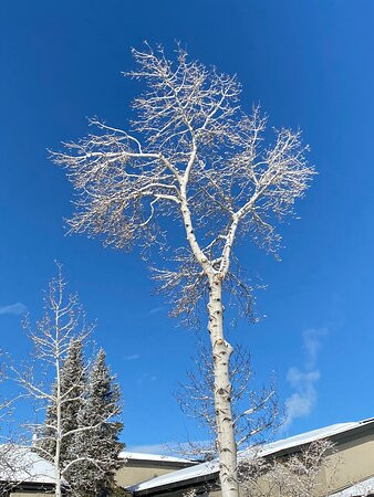 Gravity Haus Steamboat主图