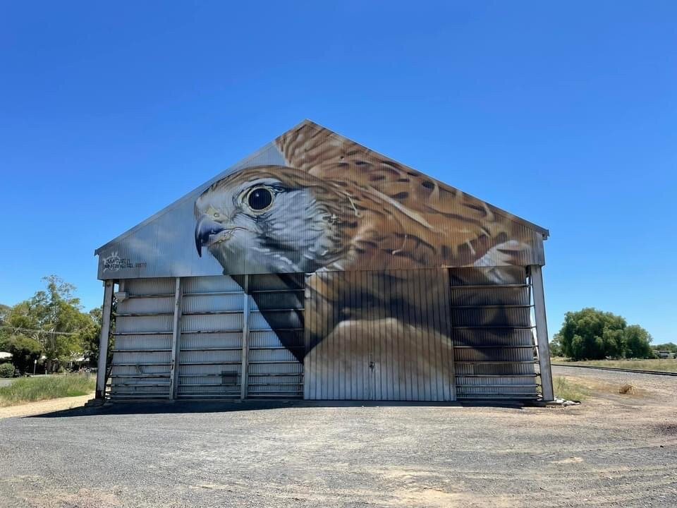 Nankeen Kestrel By Jimmy Dvate