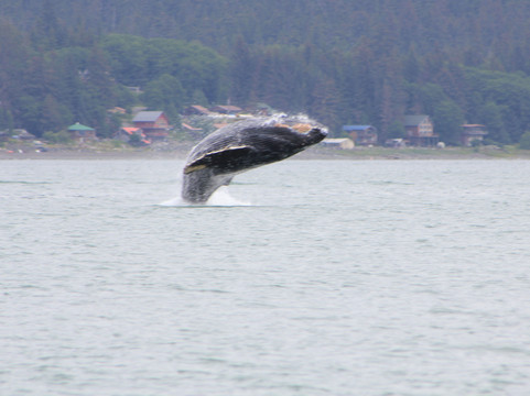 Dolphin Jet Boat Tours