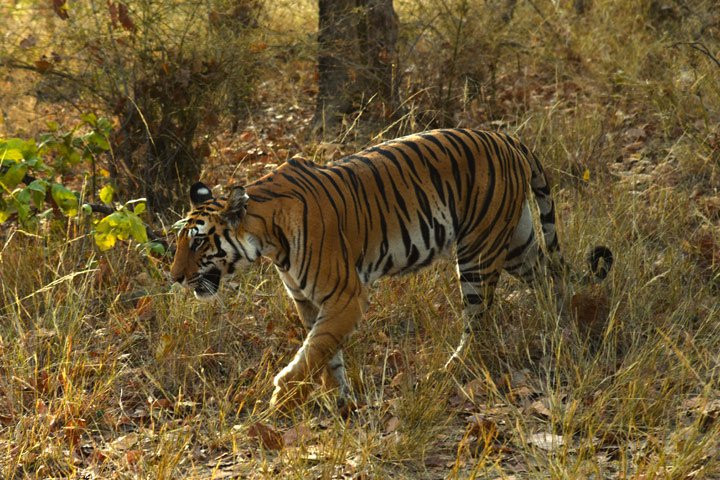 Bandhavgarh Hill景点图片