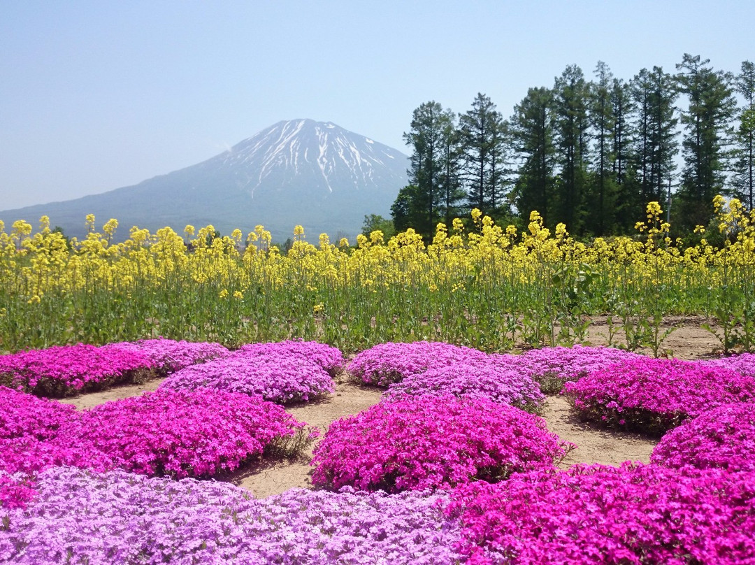 Mishima's Shibazakura Garden景点图片