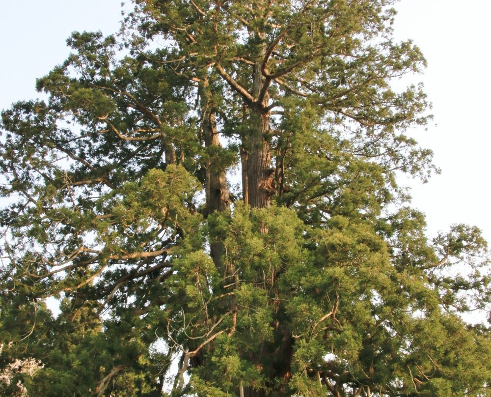 Japanese Cedar Tree of Sugisawa景点图片