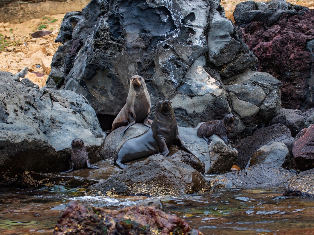 Seals by Sea Tours景点图片
