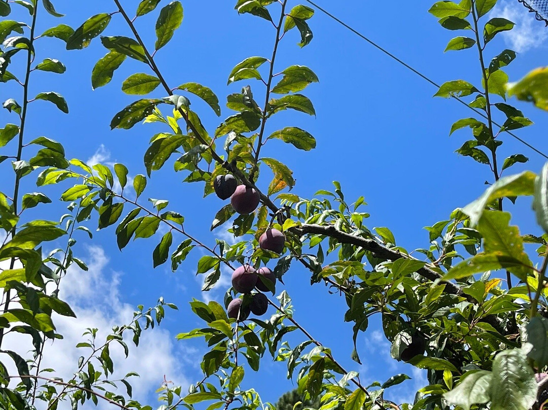 Pine Crest Orchard景点图片