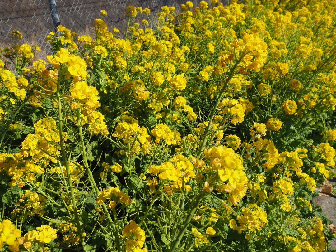 Komatsugaike Park-三浦市必去景点