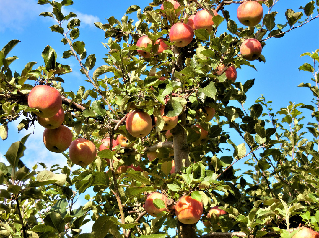 Fujitani Kajuen-深川市必去景点