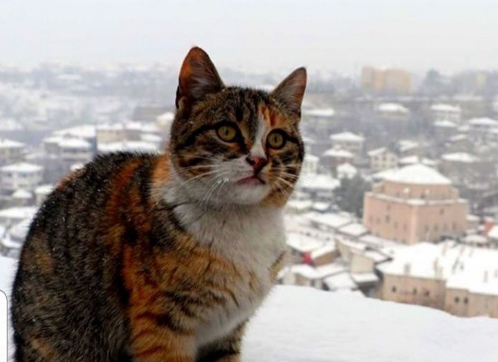 Tarihi Demirciler Carsisi景点图片