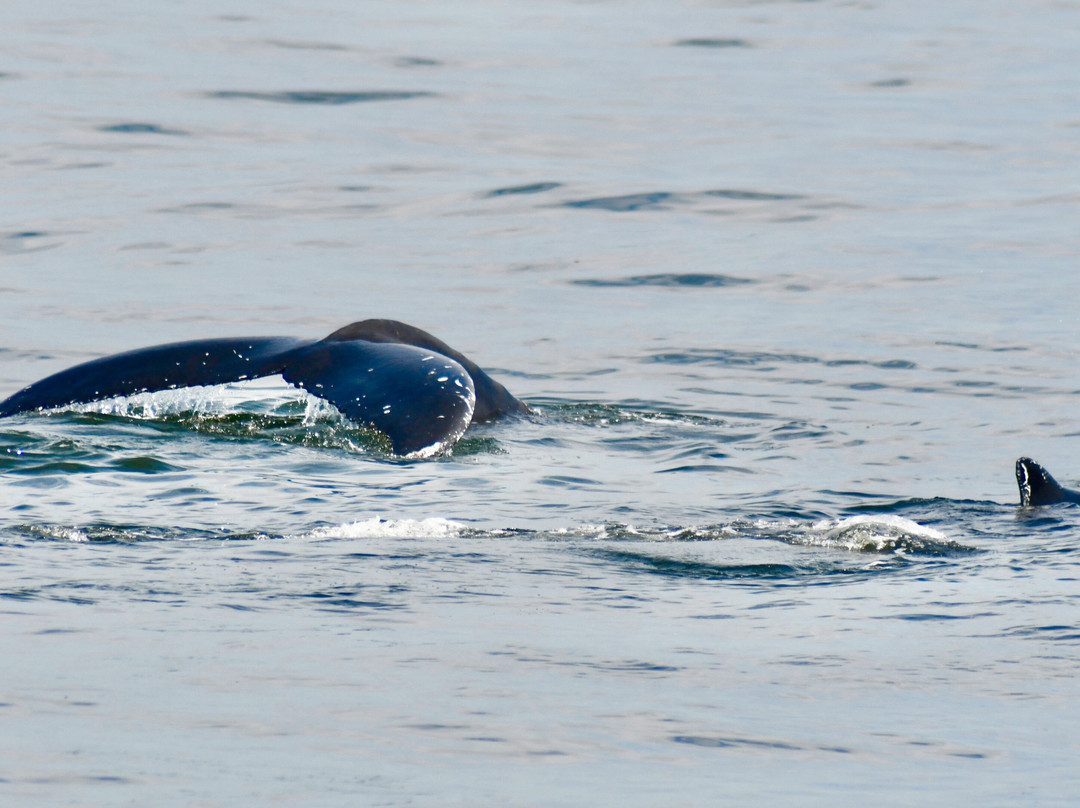 Long Island Whale and Seal Watching-自由港必去景点