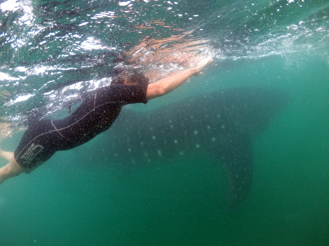 Sea Lions Dive Center-拉巴斯必去景点