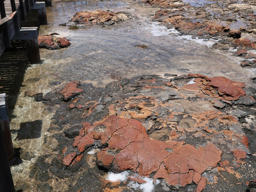 Hamelin Pool Marine Nature Reserve-德纳姆必去景点