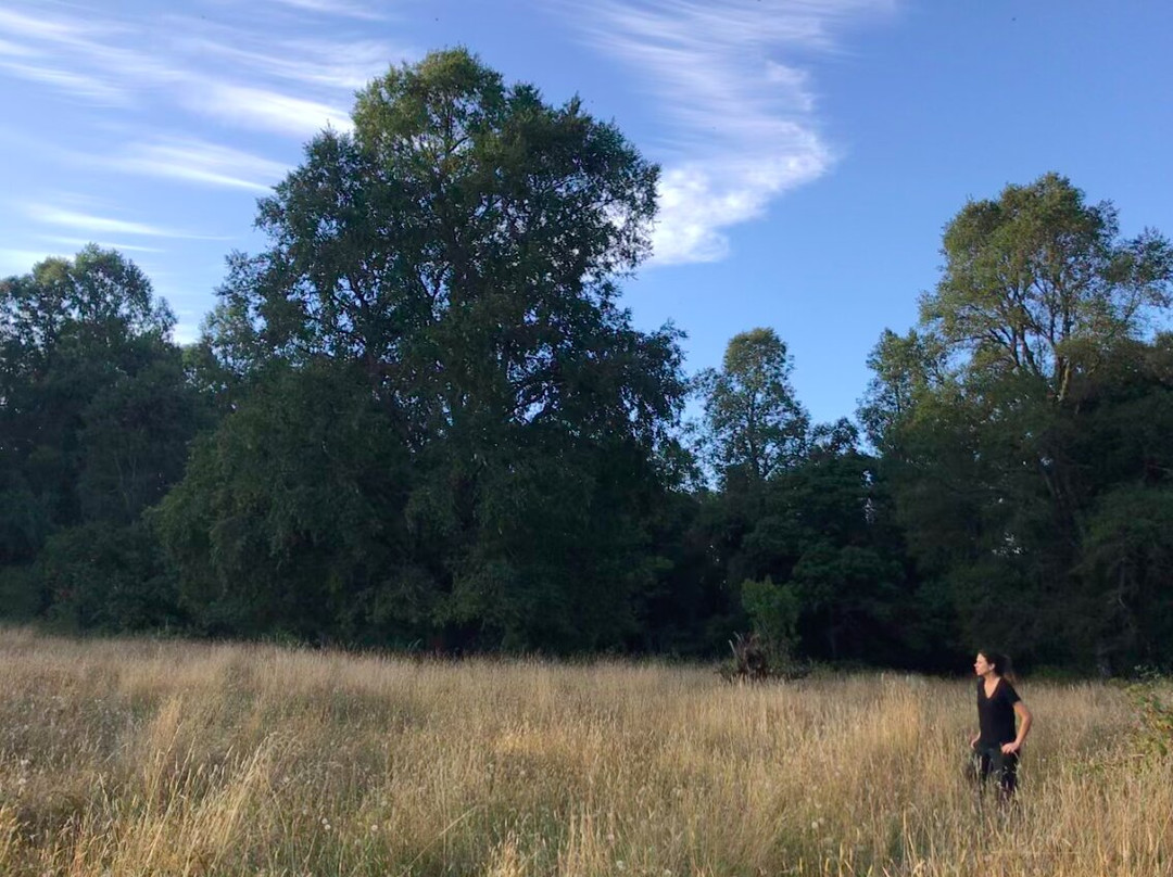 Reserva Natural El Triwe-Frutillar必去景点