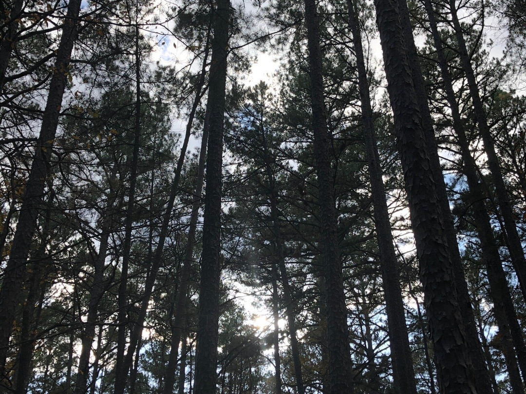 Hawn State Park-Sainte Genevieve必去景点