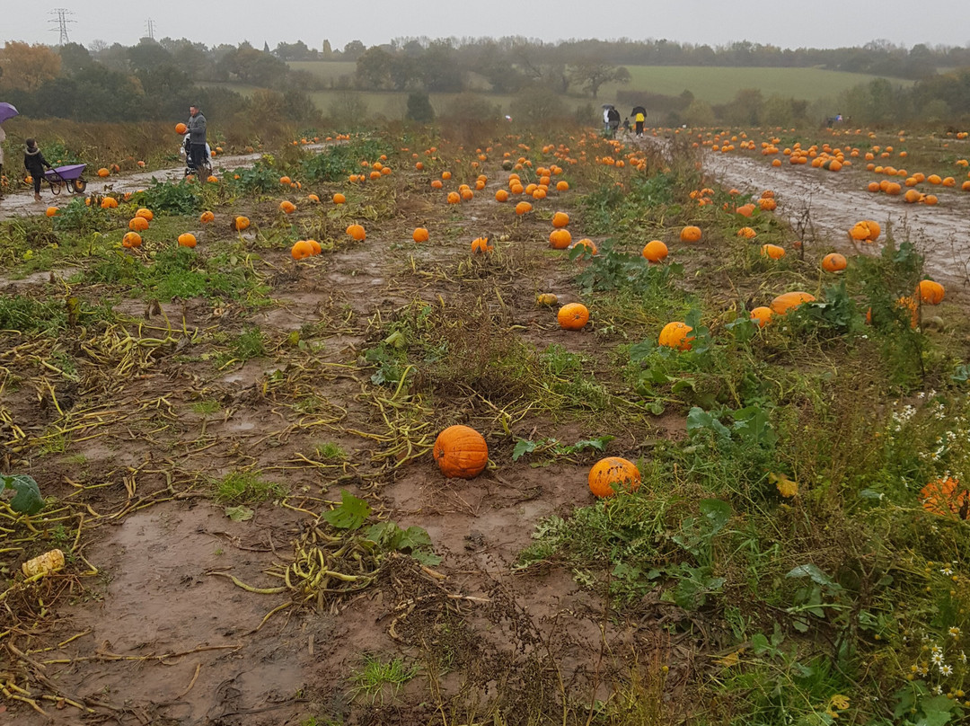 Mr Pumpkin-Morley必去景点
