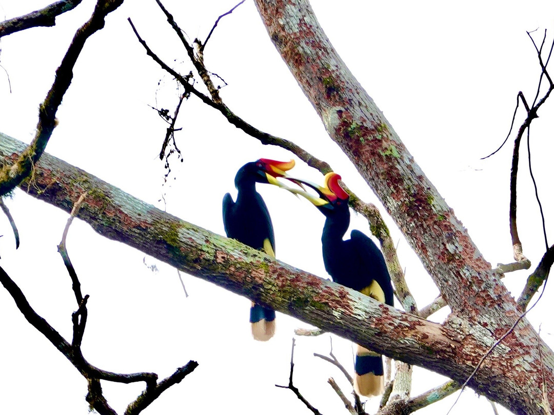 Maliau Basin Conservation Area-斗湖必去景点