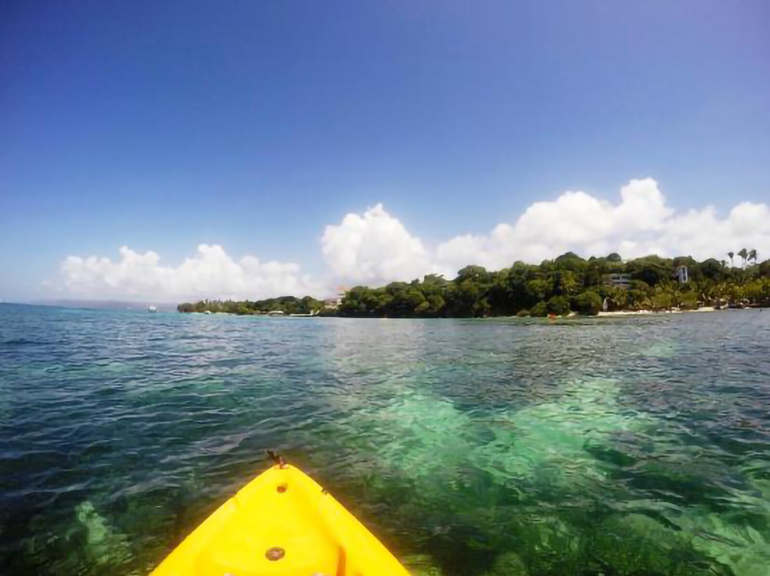 Whale watching Samana - Humpback whales tour & Excursion景点图片
