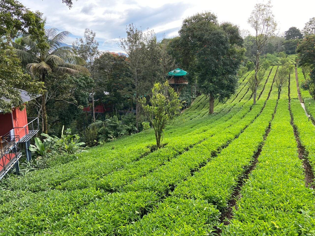 Dream Catcher Plantation Resort主图