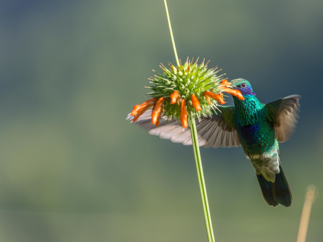 Photo Tours Peru-库斯科必去景点