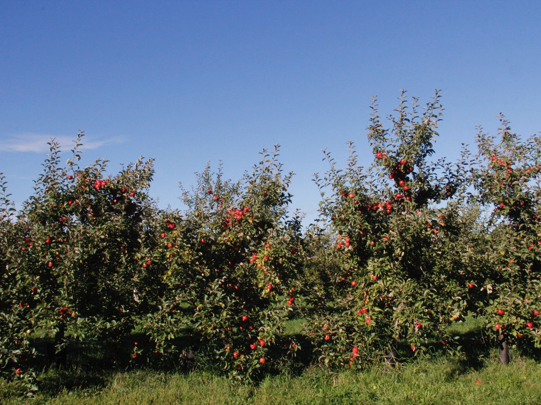 Shelburne Orchards-谢尔本必去景点