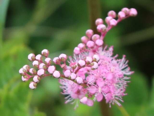 Ibukiyama Driveway-关原町必去景点