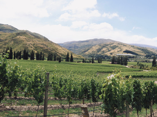 Domain Road Vineyard-Bannockburn必去景点