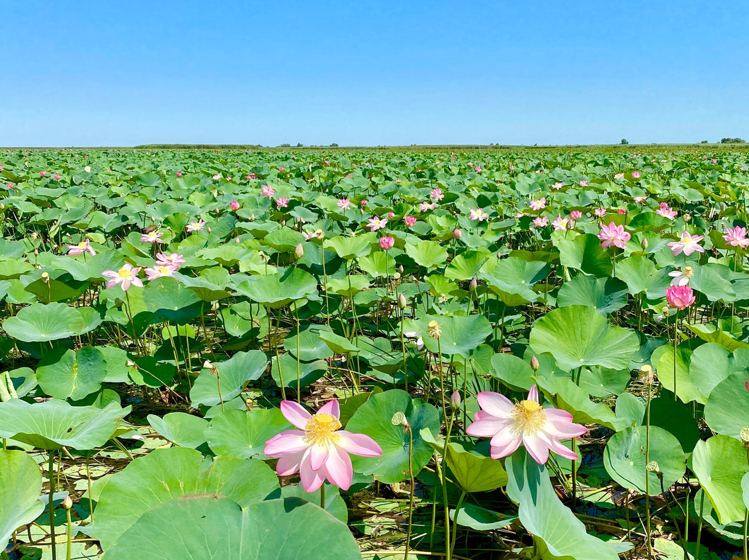 Astrakhan State Nature Reserve-阿斯特拉罕必去景点