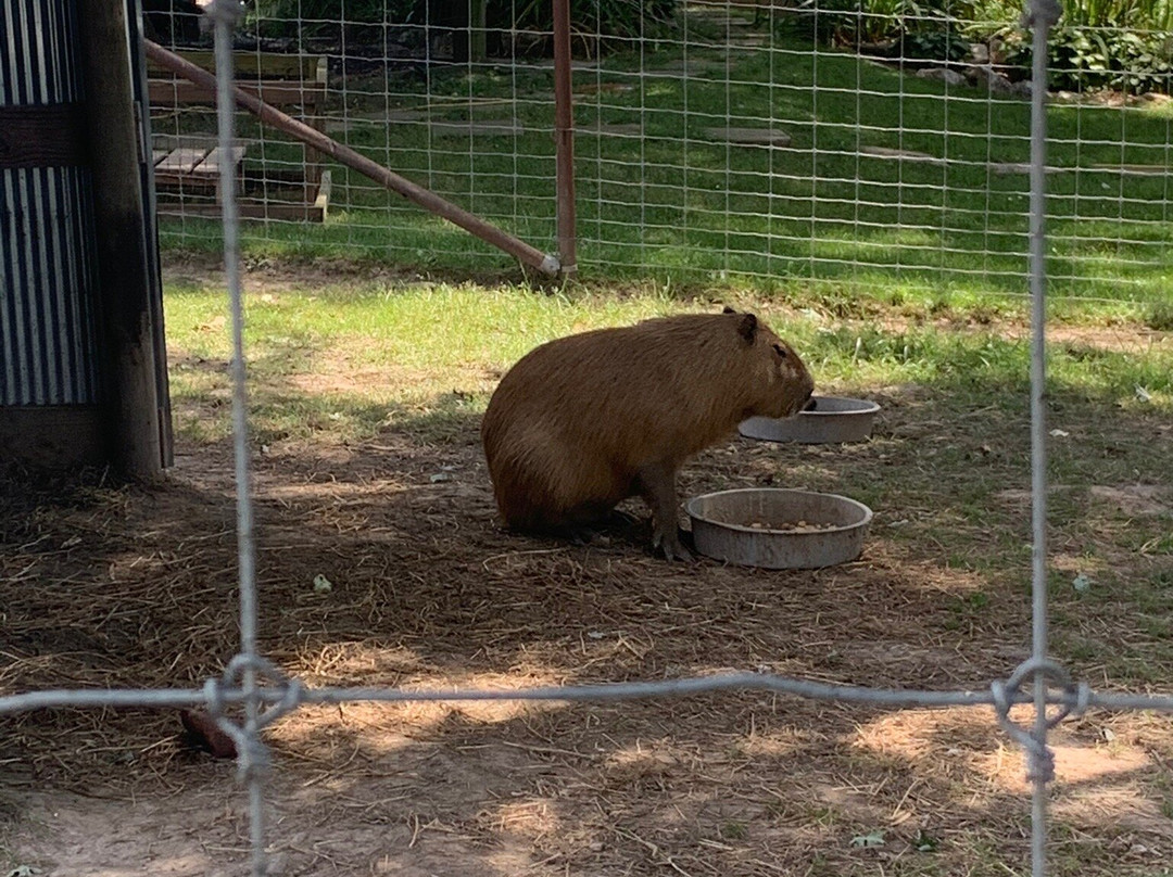 Big Joel's Safari-Wright City必去景点