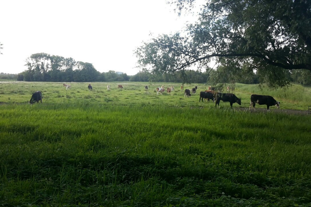 Geitenboerderij Ridammerhoeve景点图片