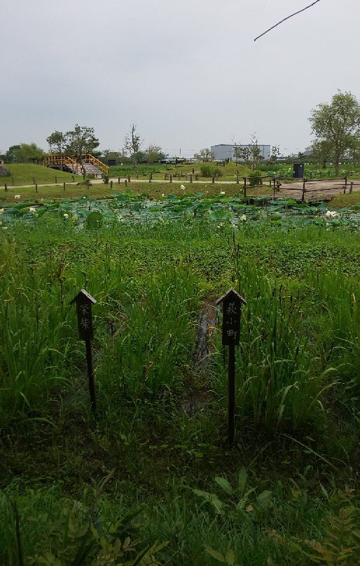 Suigo Sawara Ayame Park景点图片