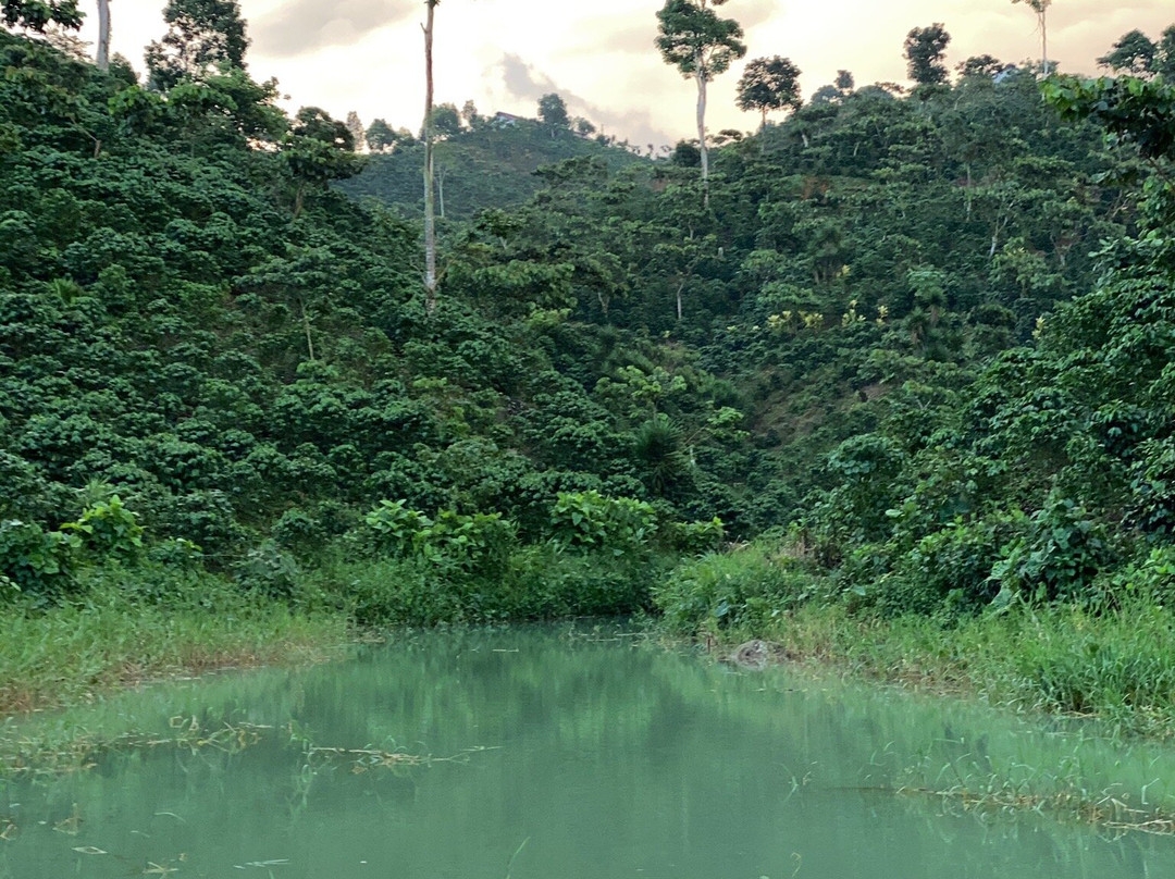 Finca Hamburgo La Ruta del Cafe主图